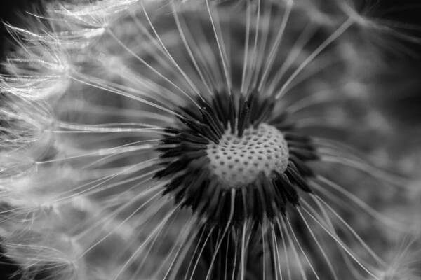 Landscape Poster featuring the photograph The dandelion by Jamie Tyler