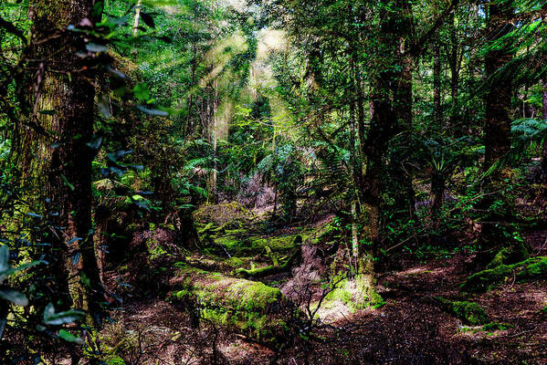 Rainforest Poster featuring the photograph The Enchanted Forest by Frank Lee