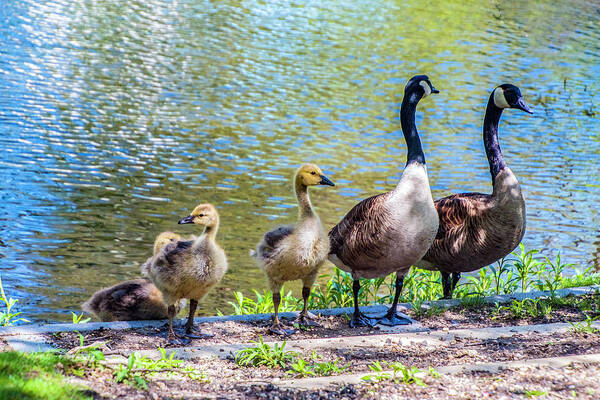 Geese Poster featuring the photograph The Family by Cathy Kovarik