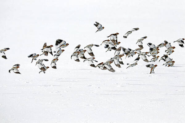 Snow Buntings Poster featuring the photograph The Flight Of The Snow Buntings by Debbie Oppermann