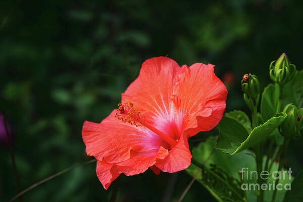 Hibiscus Poster featuring the photograph The Flower and the Lady Bug by Joan Bertucci