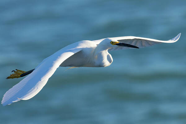 Snowy Egret Poster featuring the photograph The Glideslope by RD Allen