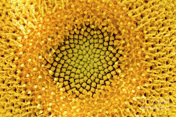 Nature Poster featuring the photograph The Heart Of A Sunflower 4 by Wendy Wilton