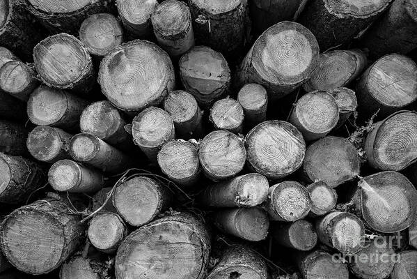 Logs Poster featuring the photograph The Logs by Daniel M Walsh