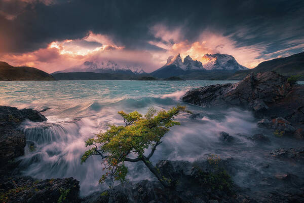 Patagonia Poster featuring the photograph The lone tree by Henry w Liu