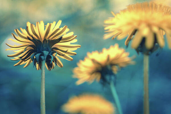 Dandelions Poster featuring the photograph The Outcasts by Ada Weyland