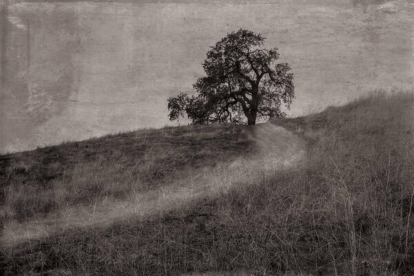 Lone Tree Poster featuring the photograph The path to the lone tree on a hill by Alessandra RC