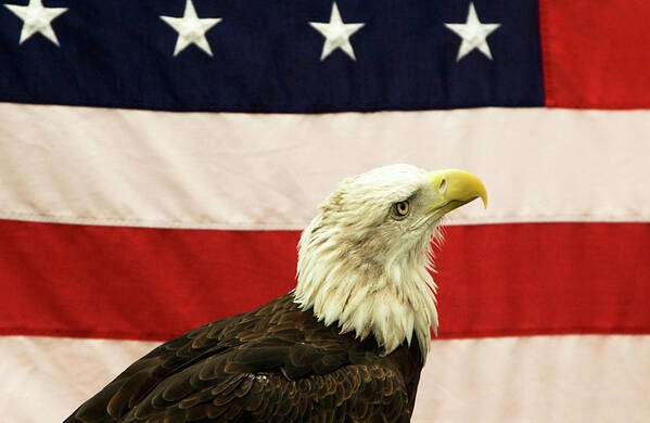 Bald Eagle Poster featuring the photograph The Patriot by Robert Dann