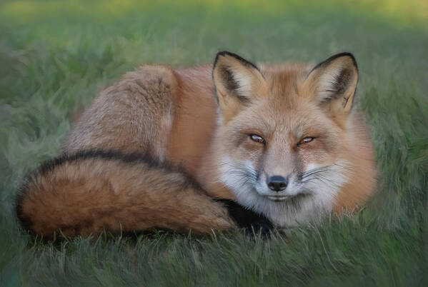 Red Fox Poster featuring the photograph The Red Fox by Sylvia Goldkranz
