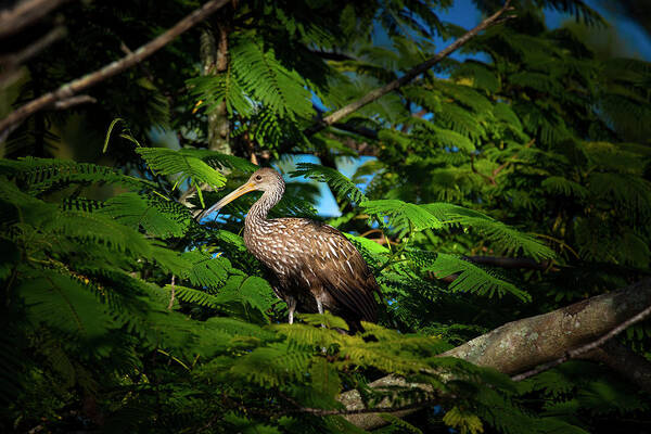 Limpkin Poster featuring the photograph The Royal Limpkin by Mark Andrew Thomas