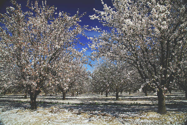 Fresno Blossom Trail Poster featuring the photograph The Season of Us by Laurie Search