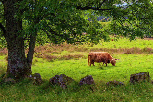 Bull Poster featuring the photograph The Spirit of Scotland by Dubi Roman