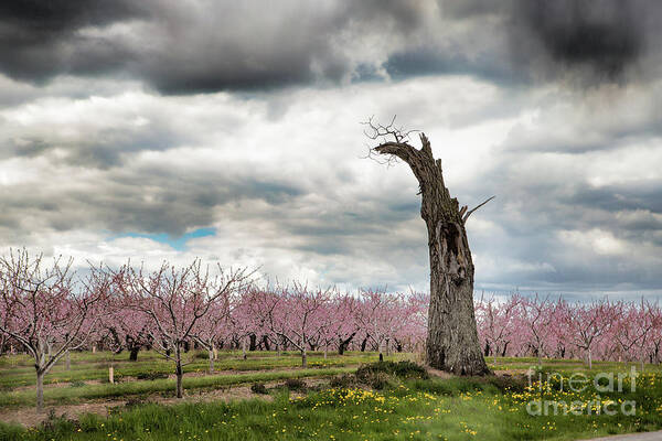Clouds Poster featuring the photograph The Tree and The Orchard by Marilyn Cornwell