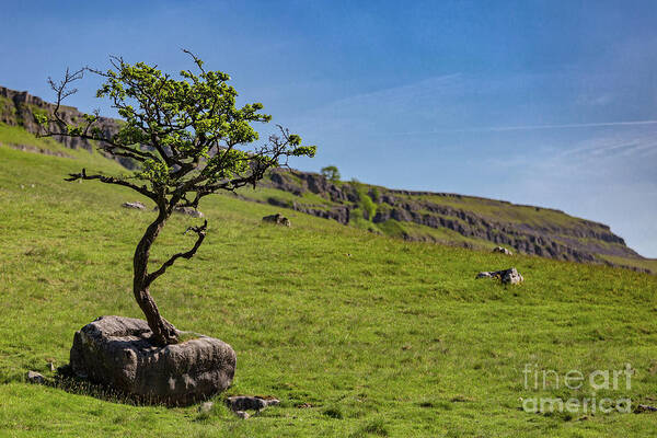 England Poster featuring the photograph The Tree In The Rock by Tom Holmes Photography