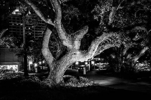 Art Poster featuring the photograph The Tree of Life by Louis Dallara