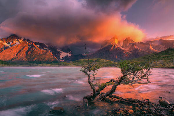 Patagonia Poster featuring the photograph The Twin Trees by Henry w Liu