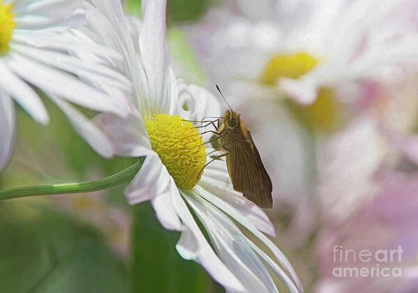 Butterfly Poster featuring the photograph The Visitor by Kathy Baccari