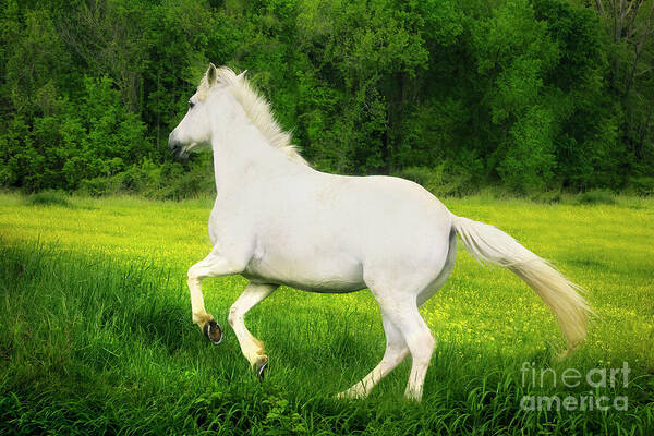 Horse Poster featuring the photograph The White Horse by Shelia Hunt