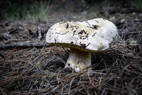 White King Bolete Poster featuring the photograph The White King by Bonny Puckett