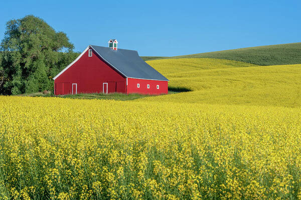 Outdoors Poster featuring the photograph Thorncreek Barn and Canola by Doug Davidson