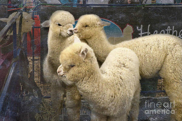Alpaca Poster featuring the photograph Three Alpacas by Amy Dundon