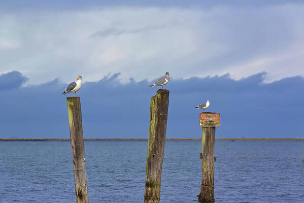 Seagull Poster featuring the photograph Three Amigos by Loyd Towe Photography