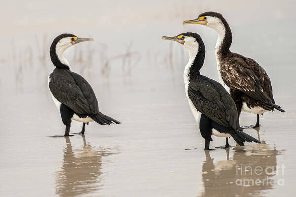 Beach Poster featuring the photograph Three Cormorants by Werner Padarin