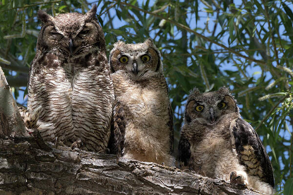 Owls Poster featuring the photograph Three Great Horned Owls Family Portrait by Kathleen Bishop
