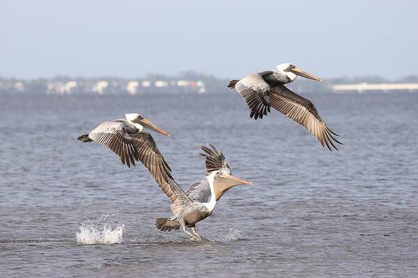 Pelicans Poster featuring the photograph Three Pelicans by Mingming Jiang