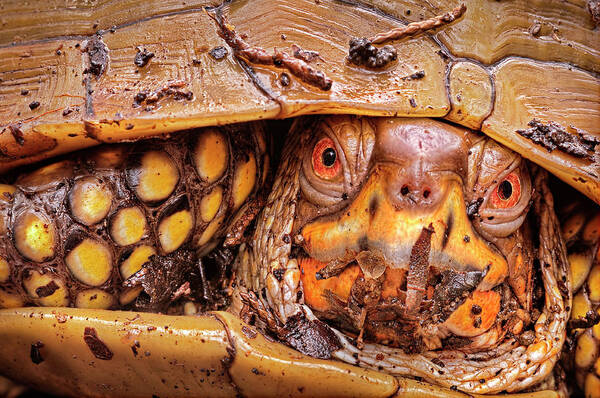 2012 Poster featuring the photograph Three-Toed Box Turtle by Robert Charity