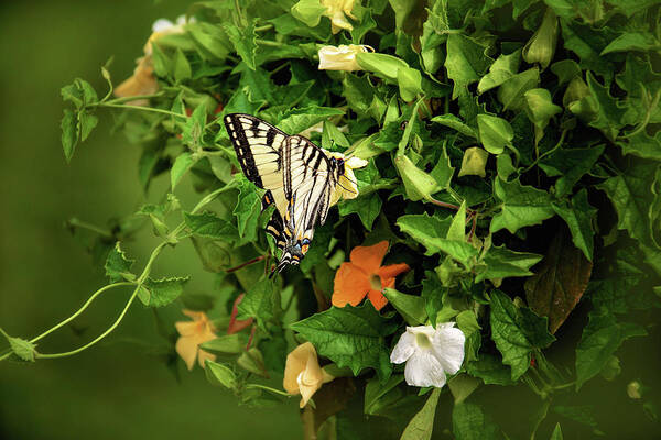 Butterfly Photography Poster featuring the photograph Tiger Swallowtail Butterfly Photograph by Gwen Gibson