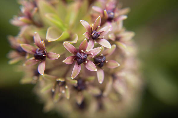 Spring Poster featuring the photograph Tiny Blooms by Stacy Abbott