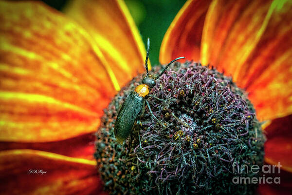 Insects Poster featuring the photograph Tiny World by DB Hayes