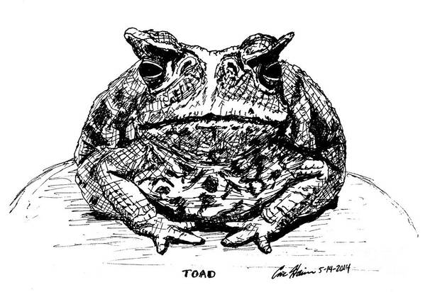 Toad Poster featuring the drawing Toad by Eric Haines