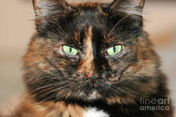 Cat; Kitten; Torti; Torti Cat; Tortoiseshell; Gold; Brown; Black; Green Eyes; Cat Eyes; Kitten Eyes; Macro; Close-up; Photography; Horizontal Poster featuring the photograph Tortitude by Tina Uihlein