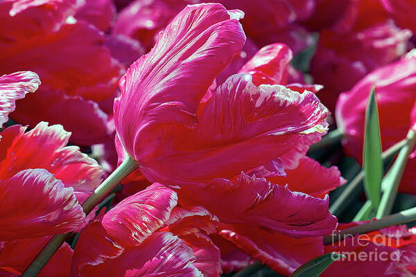 Tulips Poster featuring the photograph Totally Tulips by Elaine Teague