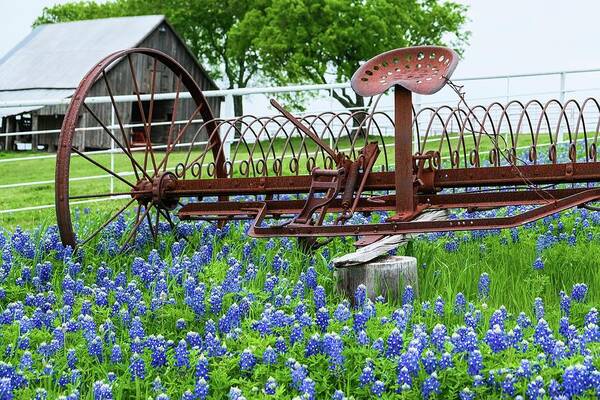 Bluebonnets Poster featuring the photograph Tractor in Bluebonnets by Robert Bellomy