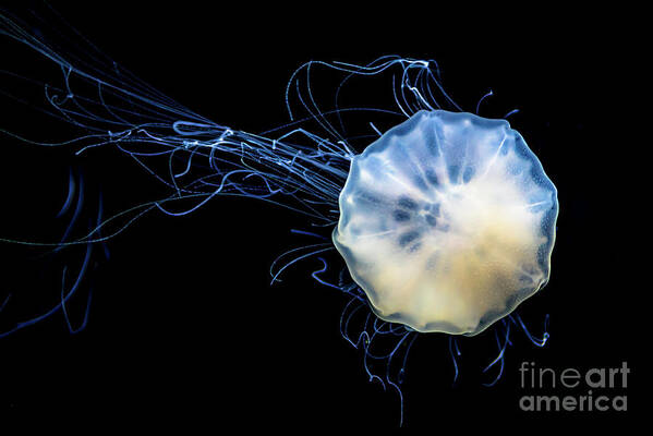 Poster Poster featuring the photograph Transparent Jellyfish With Long Poisonous Tentacles by Andreas Berthold