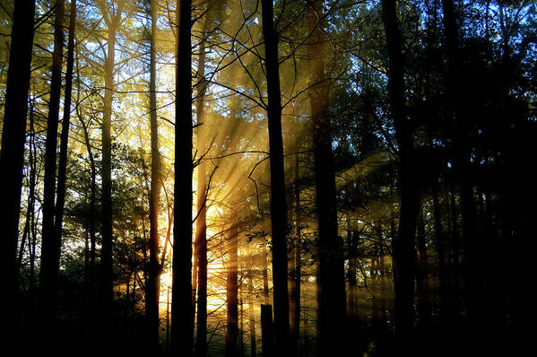 Sun Rays Poster featuring the photograph Treasures of the Forest by Dianne Cowen Cape Cod Photography