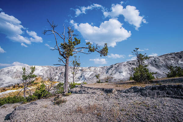 Yellowstone Poster featuring the photograph Tree and deep blue sky by Alberto Zanoni