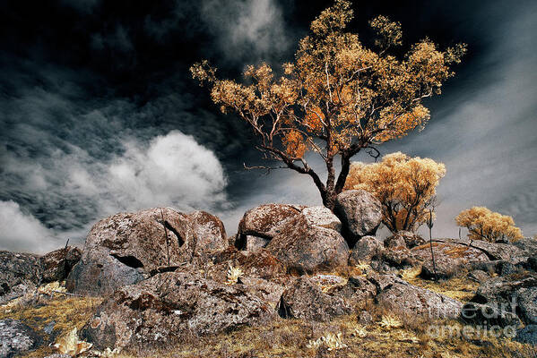 Tree Poster featuring the photograph Tree and Rocks by Russell Brown