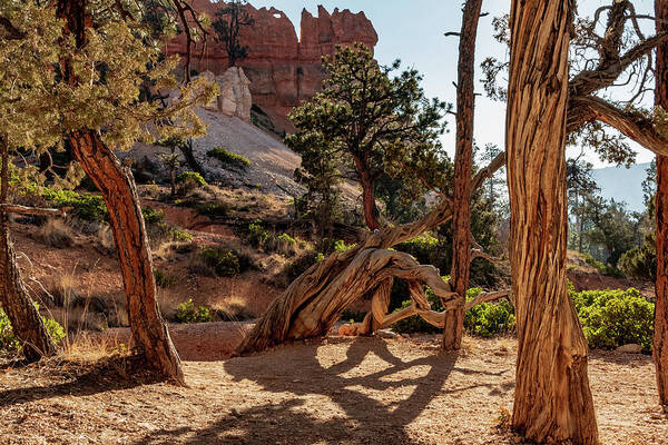Beauty In Nature Poster featuring the photograph Tree at Bryce by Nathan Wasylewski