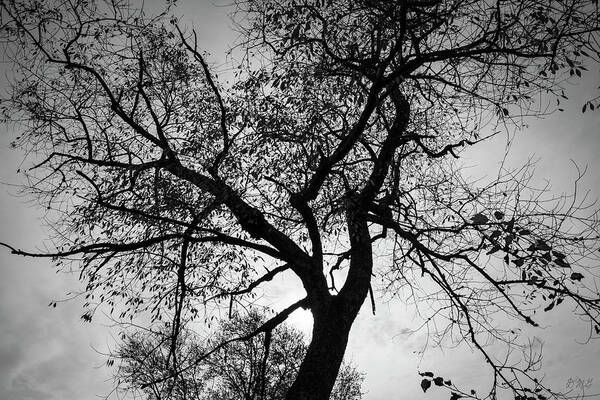 Abstract Poster featuring the photograph Tree Silhouette BW by David Gordon