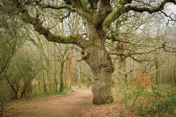 Tree Poster featuring the photograph Mysterious Woodland by Tanya C Smith