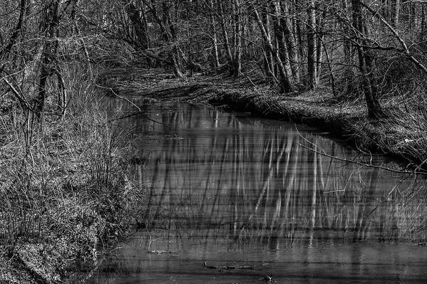 Stream Poster featuring the photograph Trees along a stream by Alan Goldberg