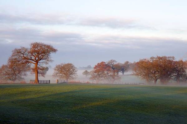 Trees Poster featuring the photograph Trees Two by Ian Hutson