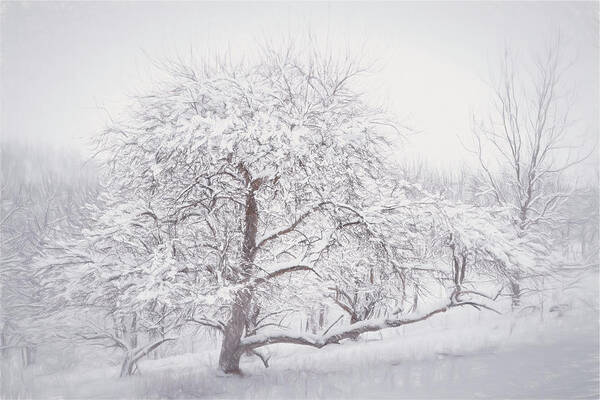 Snow Poster featuring the photograph Trexler Nature Preserve Snow Covered Tree by Jason Fink