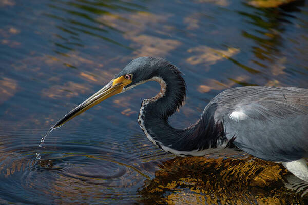 Bird Poster featuring the photograph Tricolored Heron by Carolyn Hutchins