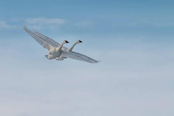 Birds Poster featuring the photograph Trumpeter Swan Tandem Flight I by Patti Deters