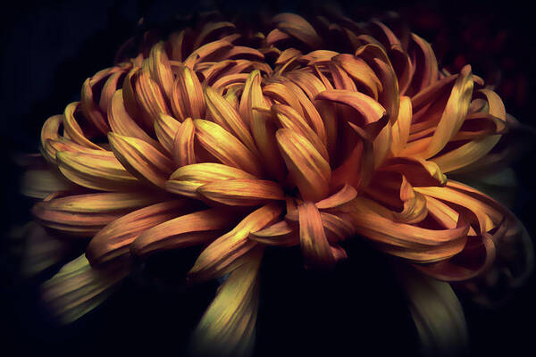 Chrysanthemum Poster featuring the photograph Copper Chrysanthemum by Jessica Jenney